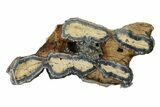 Mammoth Molar Slice With Case - South Carolina #335360-1